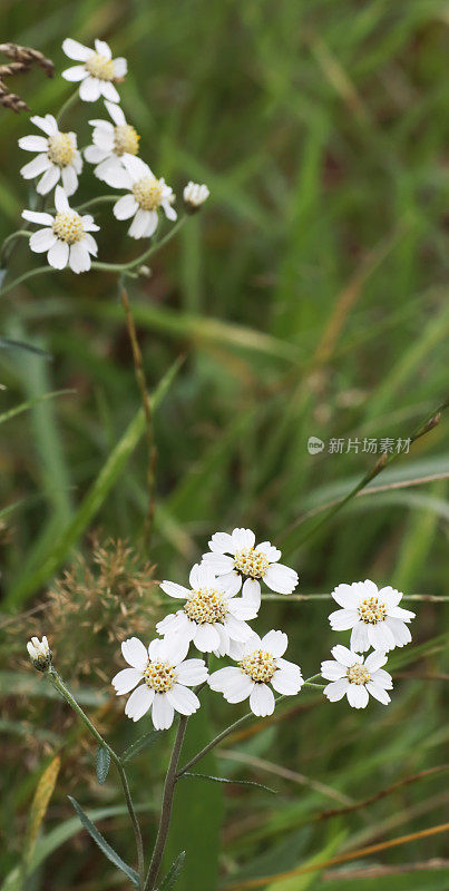 Sneezeweed ptarmica耆()